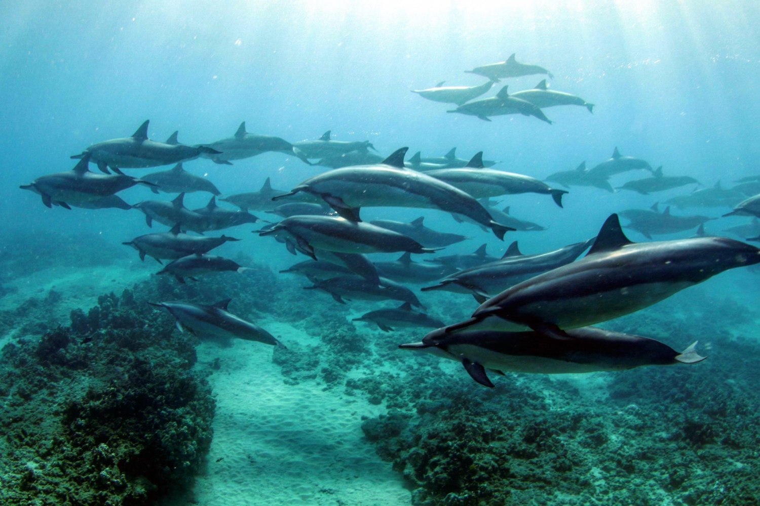 イルカウォッチングとノースショアの街を1日で満喫 イルカ クジラウォッチング シュノーケリング ランチビュッフェ付き ノースショア ハレイワタウン ハローアクティビティ イルカウォッチングとノースショアの街を1日で満喫 イルカ クジラウォッチング シュノーケリング ランチビュッフェ付き ノースショア ハレイワタウン ハローアクティビティ