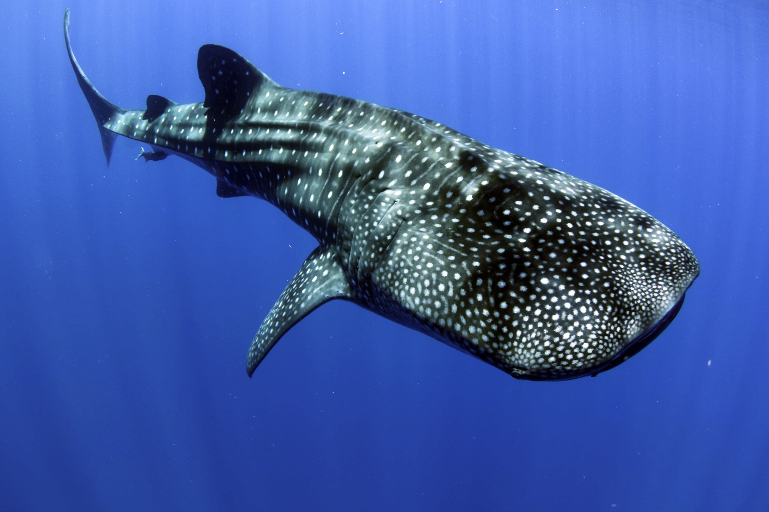 イルカウォッチングとノースショアの街を1日で満喫 イルカ クジラウォッチング シュノーケリング ランチビュッフェ付き ノースショア ハレイワタウン ハローアクティビティ イルカウォッチングとノースショアの街を1日で満喫 イルカ クジラウォッチング シュノーケリング ランチビュッフェ付き ノースショア ハレイワタウン ハローアクティビティ